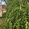 Dandelion 的头像