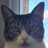 De's profile picture