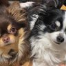 Фото профиля 黒い三毛犬
