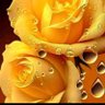 دعوة مظلوم profil fotoğrafı
