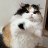 idk profil fotoğrafı