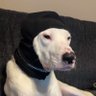 Chan's profile picture