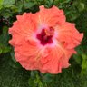 Фото профиля Linda ☀️🌸💐🌹🌺🌷🌻 🏖️🇨🇦