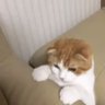 yash profil fotoğrafı