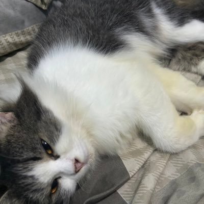 Yoa1710's profile picture
