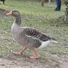 Rahim profil fotoğrafı