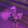 Profilbild von zqfer