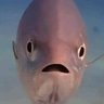 Pattons!! Potato!!!'s profile picture