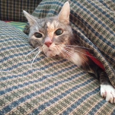 Forlorn's profile picture
