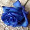 Profilbild von Cristina Blue Rose