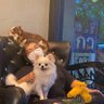 Nutkamon's profile picture