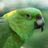 newworldparrot profil fotoğrafı