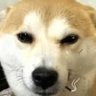 Tinko's profile picture