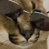 Profilbild von Floppa Estiloso