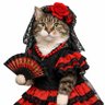 Siracal 🕊️ 的头像