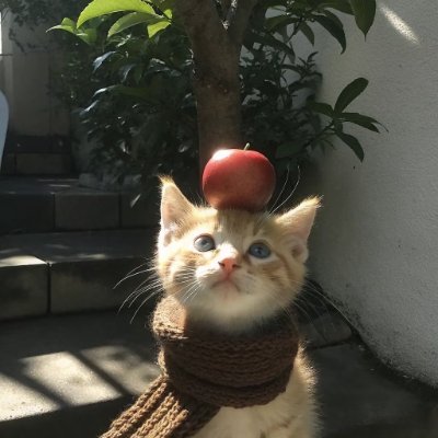 Cats 🐈's profile picture