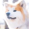 🐾全国超路丸会🐾's profile picture