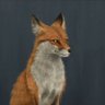 Profilbild von BaggioBert