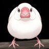 Фото профиля 手探り文鳥