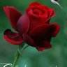 Фото профиля Chandresh