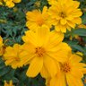 Фото профиля Wenstar