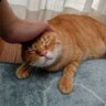 pompom61's profile picture
