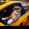Mete_Kosar profil fotoğrafı