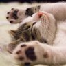 ネコ(いぬ) profil fotoğrafı