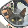 Profilbild von professional cat greeter 🐈⬛