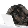 Ari Lucero's profile picture