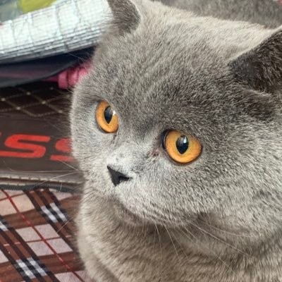 xiaoyiplus111's profile picture