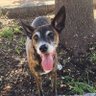 Profilbild von El Chihuahua