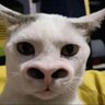 dewi fortuna's profile picture