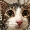 Gata Escaldada's profile picture