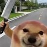 MemeLordV3 🐸🛡️🗡️🐕's profile picture