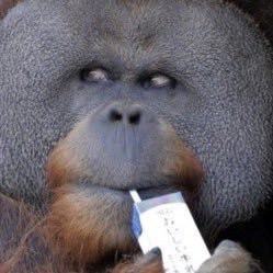 sleepydisease's profile picture