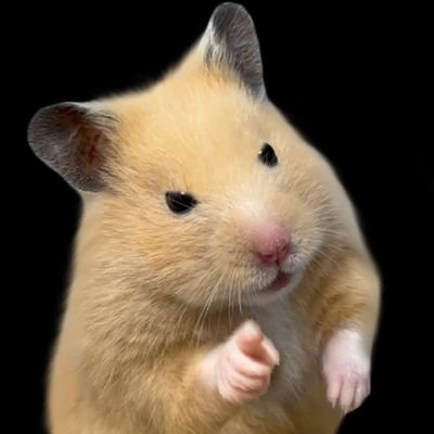 hamster's profile picture