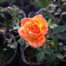Profilbild von Daphne_ar