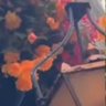 Lisa's profile picture