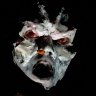 Profilbild von Phantomfever.