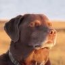 Ŧ Zach Wagner🌵 profil fotoğrafı