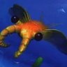 Anomalocatus 的头像