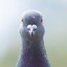 Profilbild von 鳥インフルエンサー