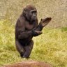 Macaco Auto Peças profil fotoğrafı