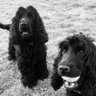 ✝️🦮🐾🐕🦺🇮🇪🇬🇧's profile picture