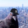 Pigeon's profile picture