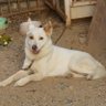 優しい白犬レオ 的头像