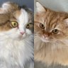 千葉のリンさん🐱ᩚ🐰ྀིぽんぽんし隊🏐👉🏻🩷👈🏻 ⚾️北海道日本ハムファイターズ🦊 profil fotoğrafı