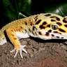 Фото профиля Gecko Gekkota