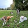 Profilbild von 4dogsCletus